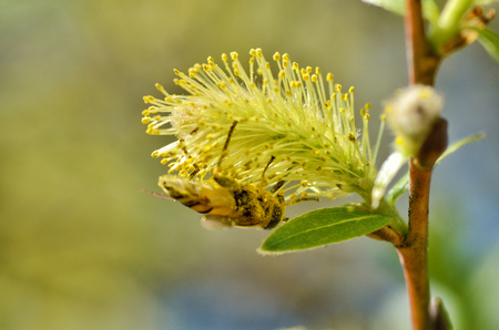 German wasp collects pollen from plants.With warming the life of insects became more active.