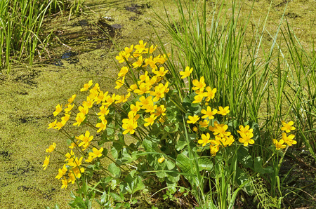 Caltha palustris-marsh plant with yellow petals.Spring blooms brightly.の写真素材