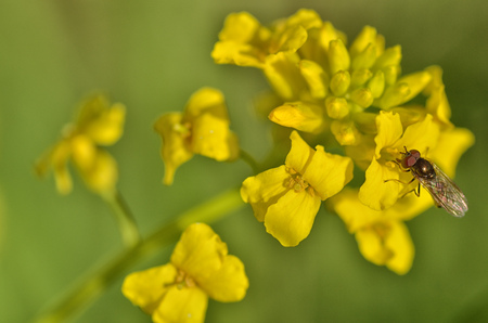 Flowering plants in the spring.insect collects nectar and pollen from flower petals.の写真素材
