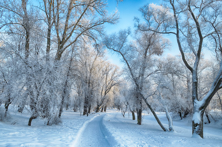 Natural landscape in the Park.On the ground and in the trees is a lot of snow.Beautiful and cold winter.の写真素材