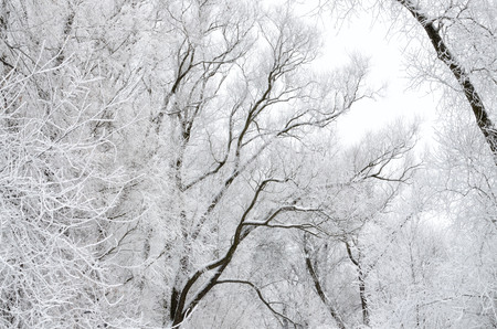 Natural landscape in the Park.On the ground and in the trees is a lot of snow.Beautiful and cold winter.の写真素材