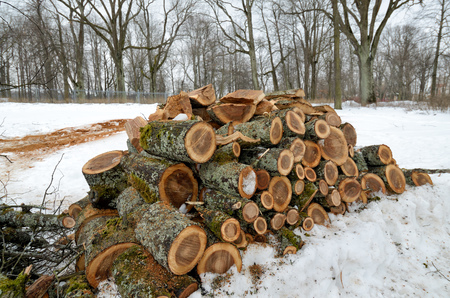 Cleaning the Park.Old trees are being cut down.They cut them into lumps.の写真素材
