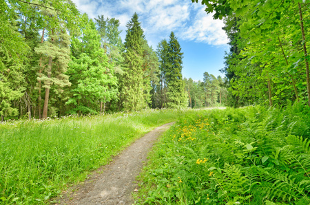 Beautiful forest landscape.Around the green meadows bloom, trees grow.の写真素材