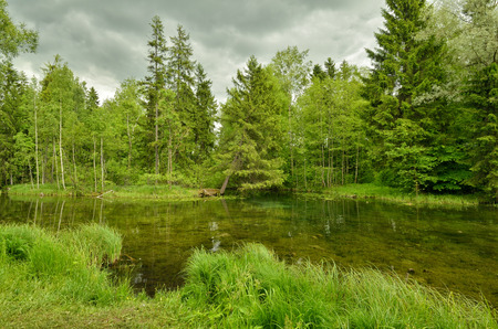 Sunny landscape in the forest.Colorful views of nature with green vegetation.の写真素材
