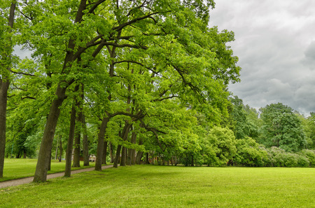 Young leaves on trees and green grass adorn the natural landscape.の写真素材