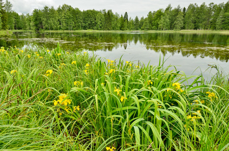 Young leaves on trees and green grass adorn the natural landscape.の写真素材