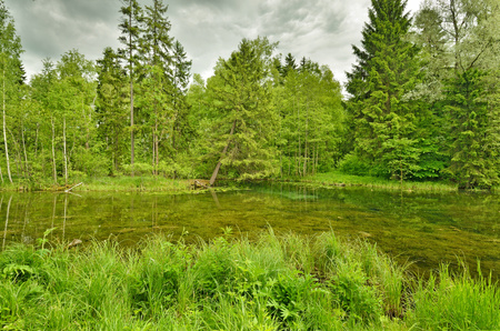Sunny landscape in the forest.Colorful views of nature with green vegetation.の写真素材