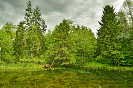 Sunny landscape in the forest.Colorful views of nature with green vegetation.の写真素材