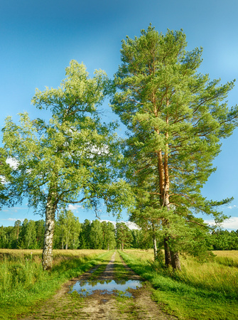 Sunny landscape in the forest.Colorful views of nature with green vegetation.の写真素材