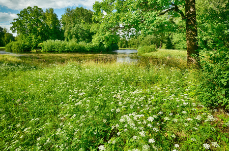 Beautiful forest landscape.Around the green meadows bloom, trees grow.の写真素材