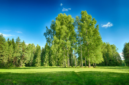 Sunny landscape in the forest.Colorful views of nature with green vegetation.の写真素材