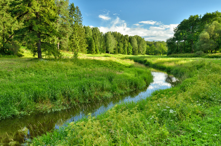 Sunny landscape in the forest.Colorful views of nature with green vegetation.の写真素材