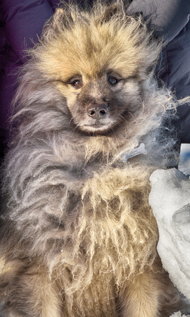 The dog - man's best friend.It's a loyal animal.Favorite animal in the family.の写真素材