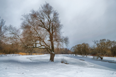 Natural landscape in the Park.On the ground and in the trees is a lot of snow.Beautiful and cold winter.の写真素材