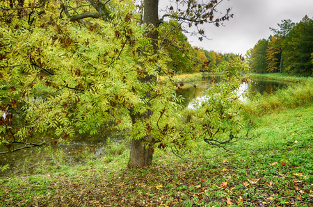 Autumn landscape in the Park.The leaves on the trees have a multicolored color.の写真素材