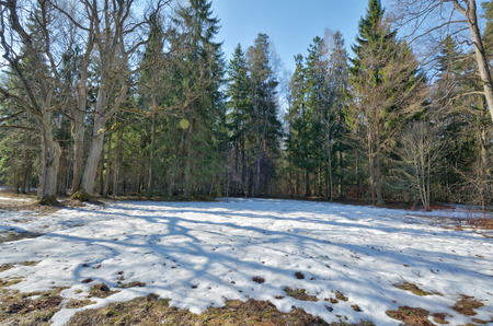 Springtime in the woods.Shines warm the sun.The remnants of snow melt from solar rays.の写真素材