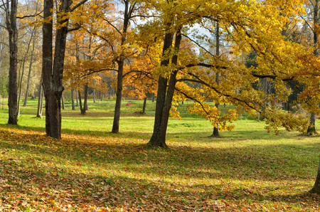 Autumn landscape in the Park.Dry grass bends in the wind.の写真素材
