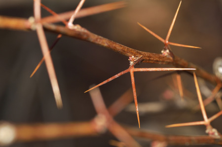 Branch with barberry thorn.The needles of the plant are very sharp.の写真素材