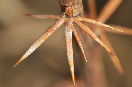 Branch with barberry thorn.The needles of the plant are very sharp.の写真素材
