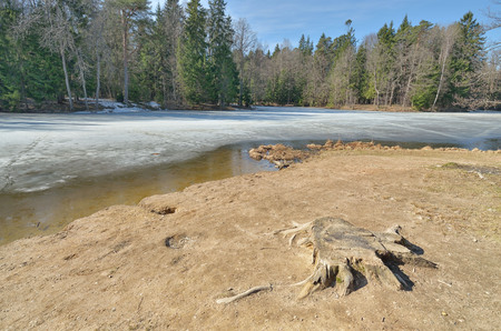 Springtime in the woods.Shines warm the sun.The remnants of snow melt from solar rays.の写真素材