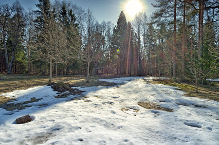 Springtime in the woods.Shines warm the sun.The remnants of snow melt from solar rays.の写真素材