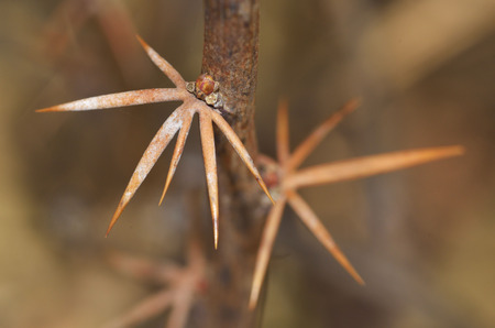 Branch with barberry thorn.The needles of the plant are very sharp.の写真素材