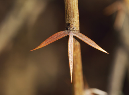 Branch with barberry thorn.The needles of the plant are very sharp.の写真素材