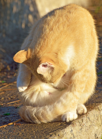 The red cat went out to hunt.He wants to catch a bird for lunch.の写真素材