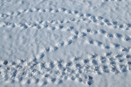 Traces of birds on the snow.On a white background can be seen the shape of the paws of animals.の写真素材