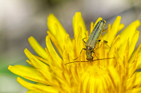 Beetle crawling on a stalk of grass .Insects are very active during the day.の写真素材