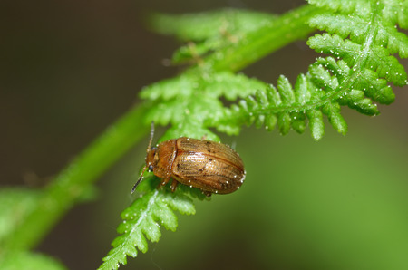 A small beetle sits on a leaf of the plant.It is the macrocosm of nature.In Latin-Gonioctena intermediaの写真素材