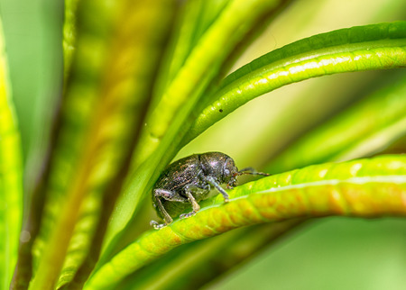 A small beetle sits on a leaf of the plant.It is the macrocosm of nature.Latin name of the beetle -...