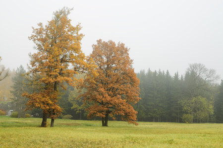 Autumn landscape in the Park.The leaves on the trees have a multicolored color.の写真素材
