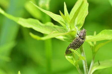 Beetle crawling on a stalk of grass .Insects are very active during the day.The Latin name for the beetle is Ctenicera pectinicornis.の写真素材