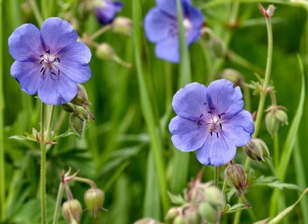 A beautiful wildflower grows in a meadow.In summer, nature is rich in different plants and flowers.の写真素材