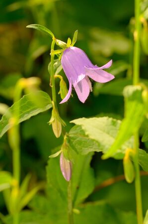 A beautiful wildflower grows in a meadow.In summer, nature is rich in different plants and flowers.の写真素材