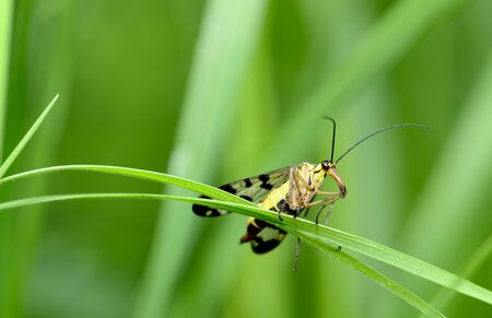 warm summer.A small butterfly sits on a branch of the plant.の写真素材