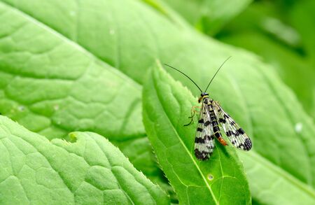 warm summer.A small butterfly sits on a branch of the plant.の写真素材
