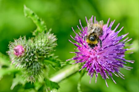 A bumblebee collects nectar from a flower.With warming the life of insects became more active.の写真素材