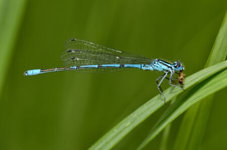 Dragonfly sitting on the stem of the plant.This insect lives near water bodies.の写真素材