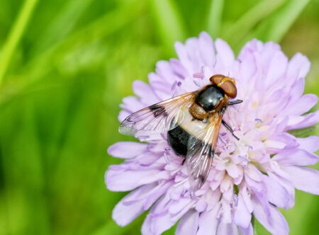 Flowering plants in the spring.insect collects nectar and pollen from flower petals.の写真素材
