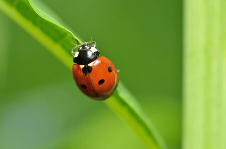 Ladybug on the plant flower.She has red wings with black spots.の写真素材