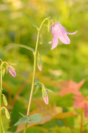 A beautiful wildflower grows in a meadow.In summer, nature is rich in different plants and flowers.の写真素材