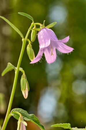 A beautiful wildflower grows in a meadow.In summer, nature is rich in different plants and flowers.の写真素材
