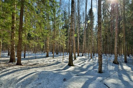 Springtime in the woods.Shines warm the sun.The remnants of snow melt from solar rays.の写真素材