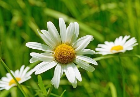 Chamomile is a beautiful wildflower.Grows in the summer in the meadows.の写真素材