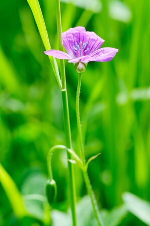 A beautiful wildflower grows in a meadow.In summer, nature is rich in different plants and flowers.の写真素材