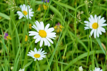 Chamomile is a beautiful wildflower.Grows in the summer in the meadows.の写真素材