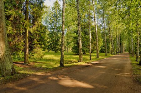 Beautiful forest landscape.Around the green meadows bloom, trees grow.の写真素材