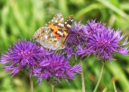 In the meadow grow various wild flowers.Butterfly drinks nectar from a flower.の写真素材